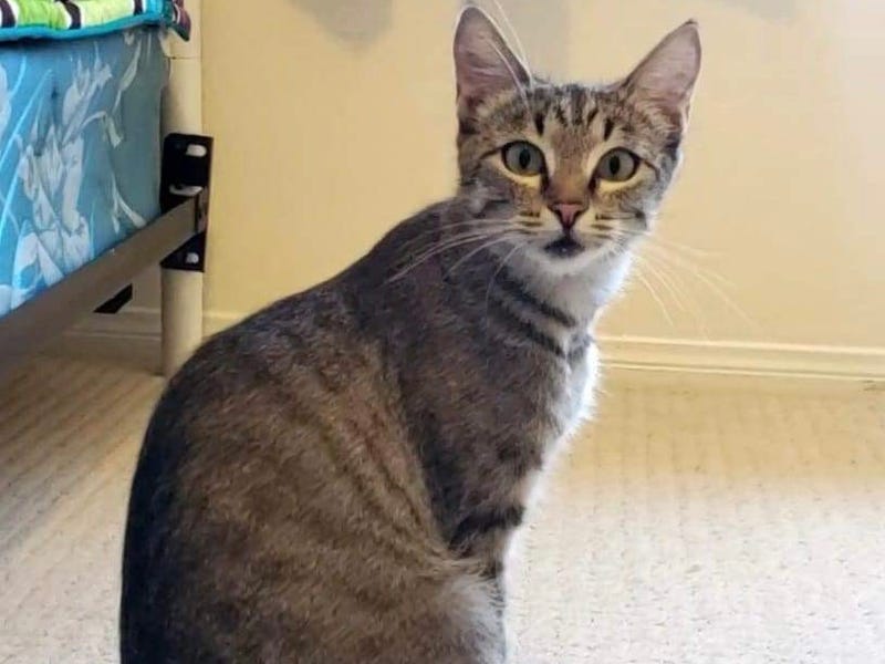 Mara, a two year old tabby cat up for adoption through ARE Animal Rescue in Hemet