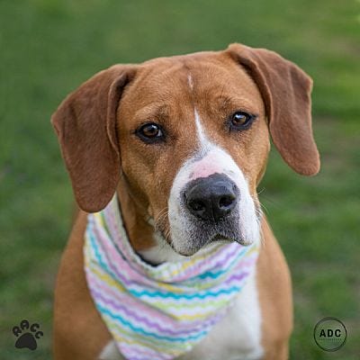 Richmond Animal Care & Control