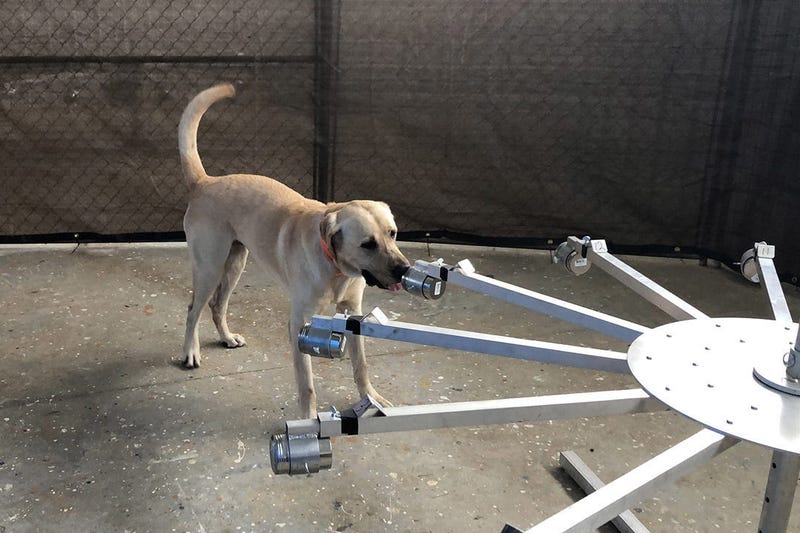 COVID Sniffer