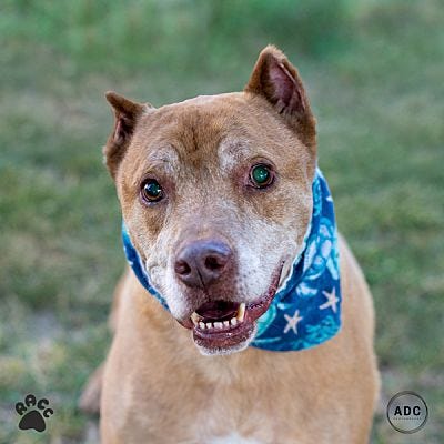 Richmond Animal Care & Control