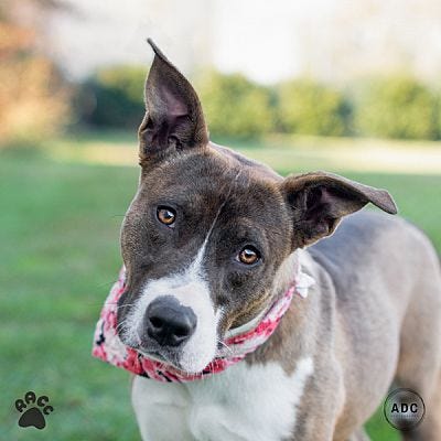 Richmond Animal Care & Control