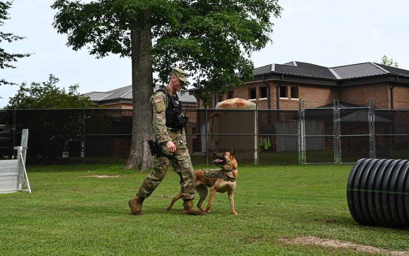 Working like a dog: Military Working Dog Maya serves our nation