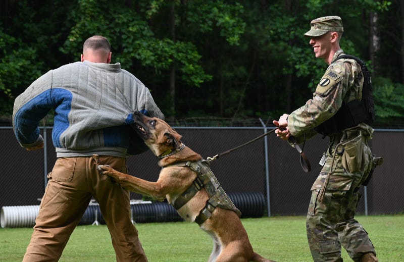 Working like a dog: Military Working Dog Maya serves our nation