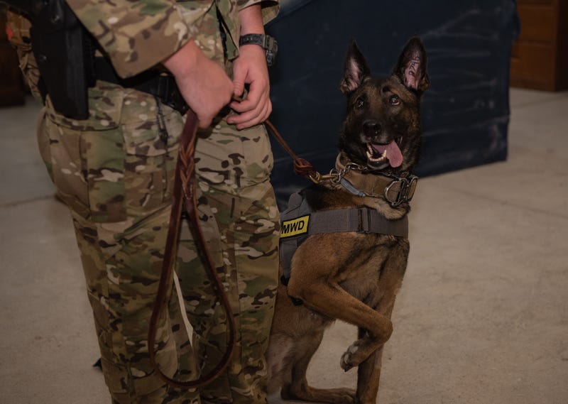 Airman and MWD are partners in crime… prevention