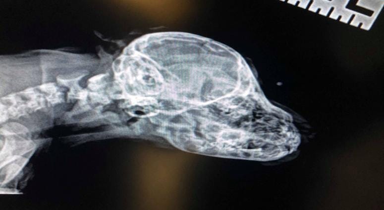 Narwhal the Little Magical Furry Unicorn gets a scan of the tail on his forehead.