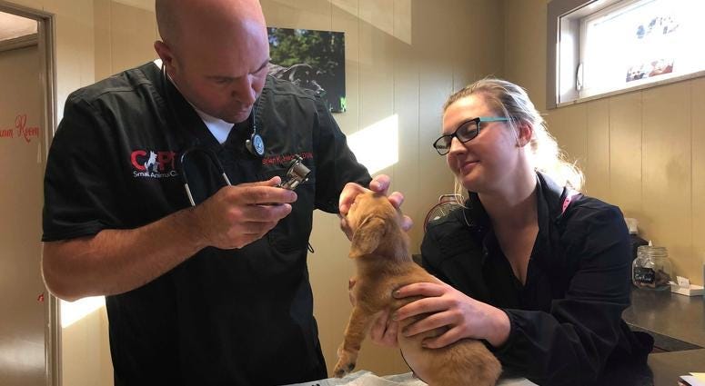 Narwhal the Little Magical Furry Unicorn goes to the vet to make sure he's healthy.