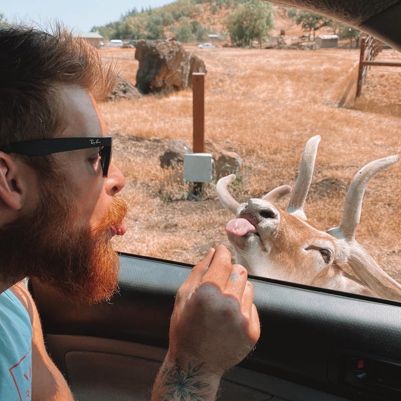 Feeding animals