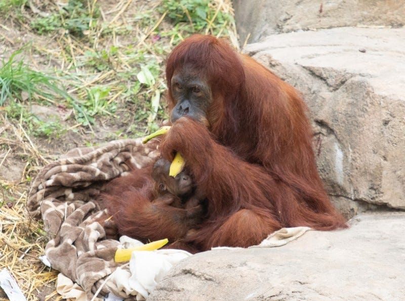 Monkey