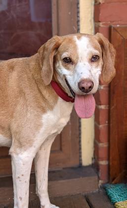 Henrico Humane Society