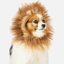 Lion dog costume