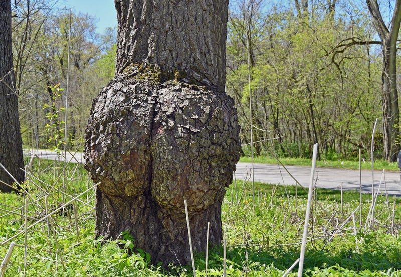 Mother Nature Shows Off Her Junk In The Trunk Literally