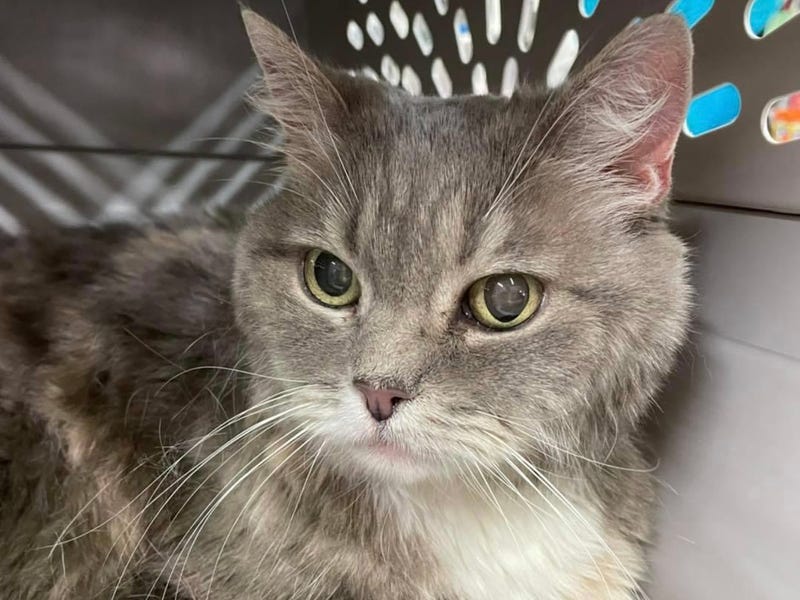 Cali, a 17 year old senior cat up for adoption through ARE Animal Rescue in Hemet
