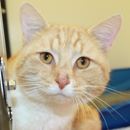 Richmond SPCA