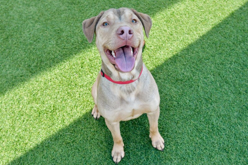 Matthew #A1144196