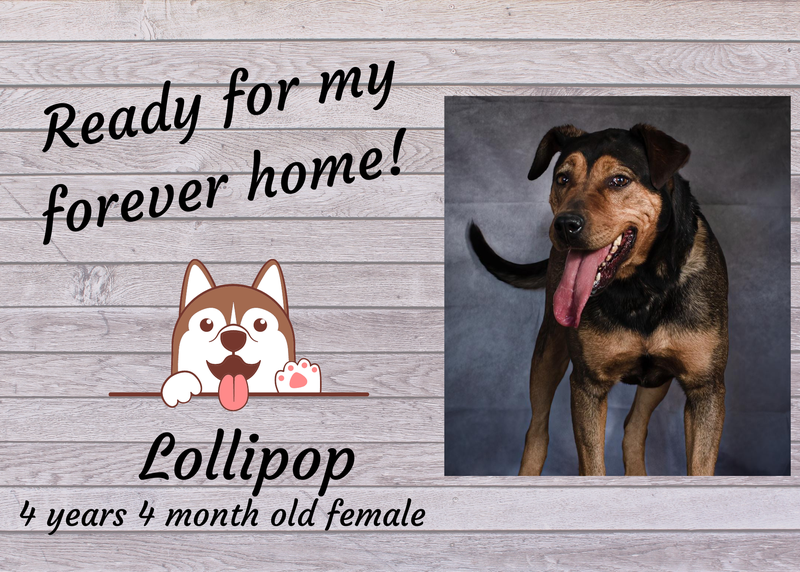 Lollipop, a brown and white large mixed breed dog