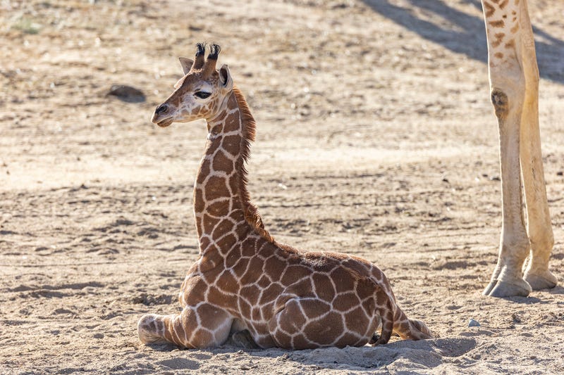San Diego Zoo baby giraffe