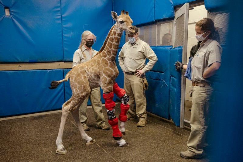 San Diego Zoo aby giraffe in leg braces