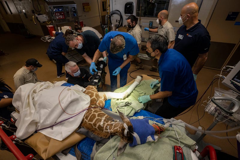 baby giraffe surgery