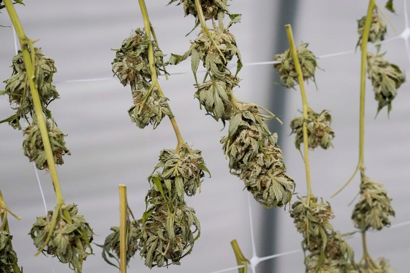 Marijuana legalization