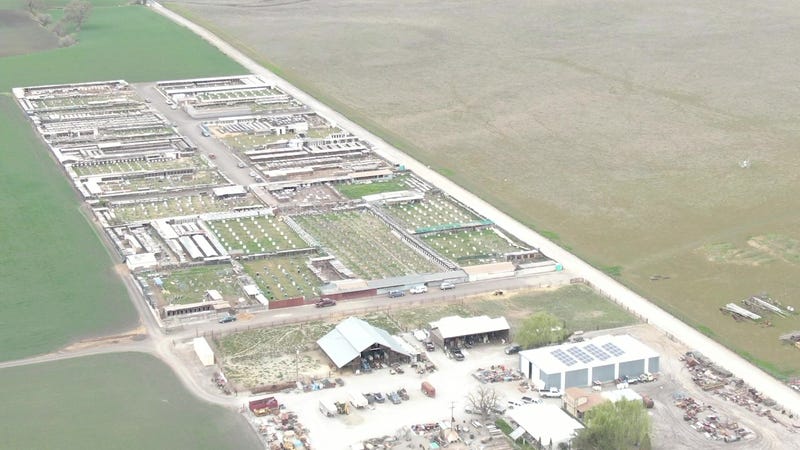 Animal Wellness Action used a drone camera to gather aerial footage of lots at Corpus' Livermore facility, where the organization alleged approximately 2,500 birds are raised and trained for cock fights.