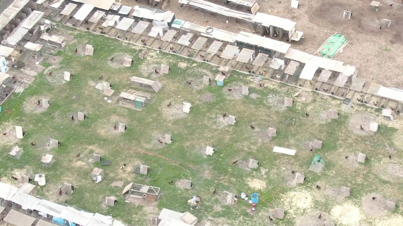 Animal Wellness Action, citing shipping records from the Guam Department of Agriculture, published a report on Tuesday alleging that Vito Prado and Domi Corpus sent 1,535 chickens to the U.S. territory from Corpus' Livermore facility between 2017 and 2020.