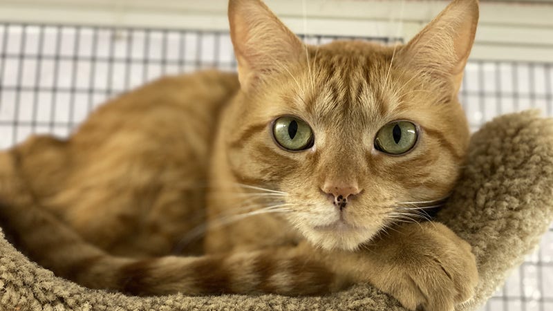 Ace the cat