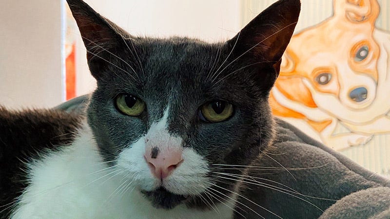 black and white short haired cat