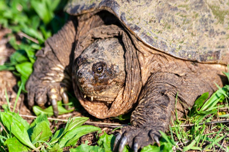 Texan catches 150 lb. alligator snapping turtle