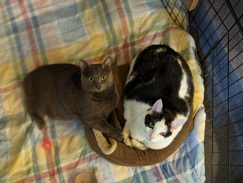 Richmond SPCA