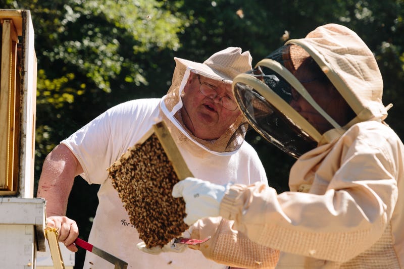 Bees