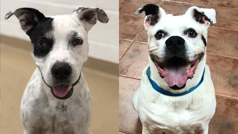 Benny and Dolly - dogs up for adoption