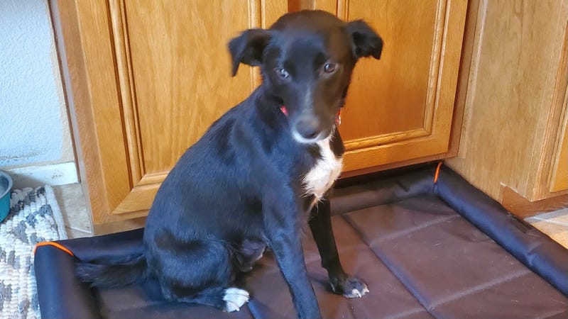 Sadie, a medium mixed breed dog at ARE Animal Rescue in Hemet