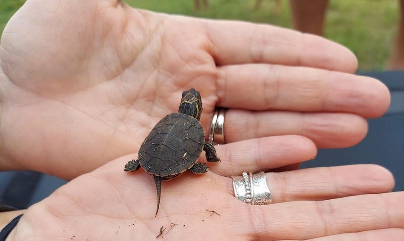 Suburban residents shell out to protect neighborhood turtles