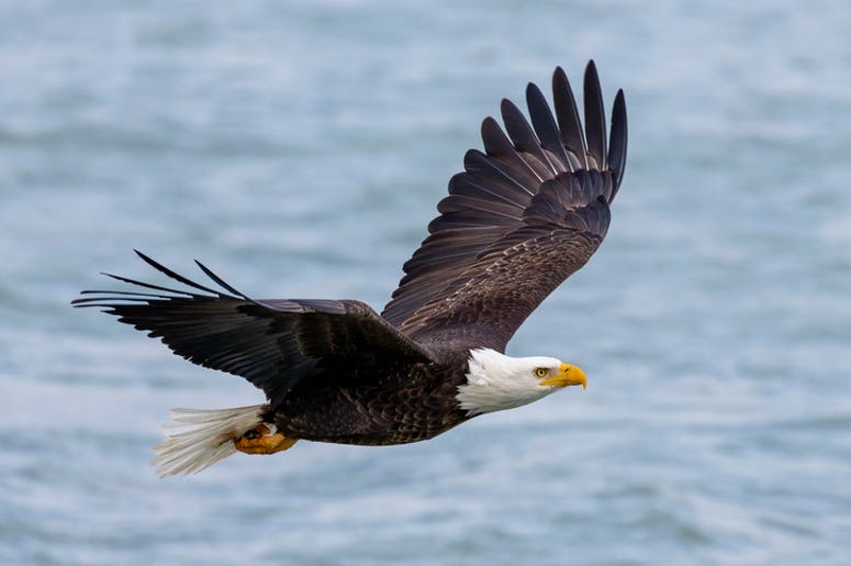 Bald_Eagle
