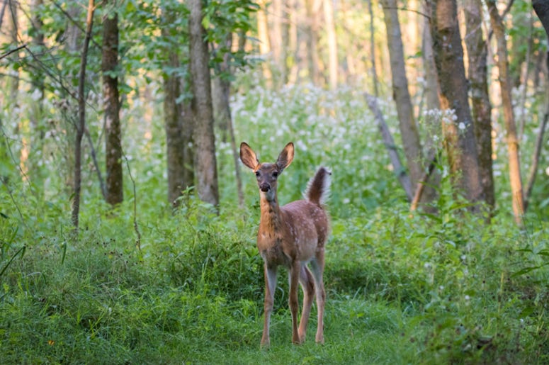 Bambi