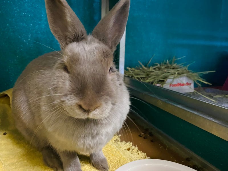 ADOPT BASIL