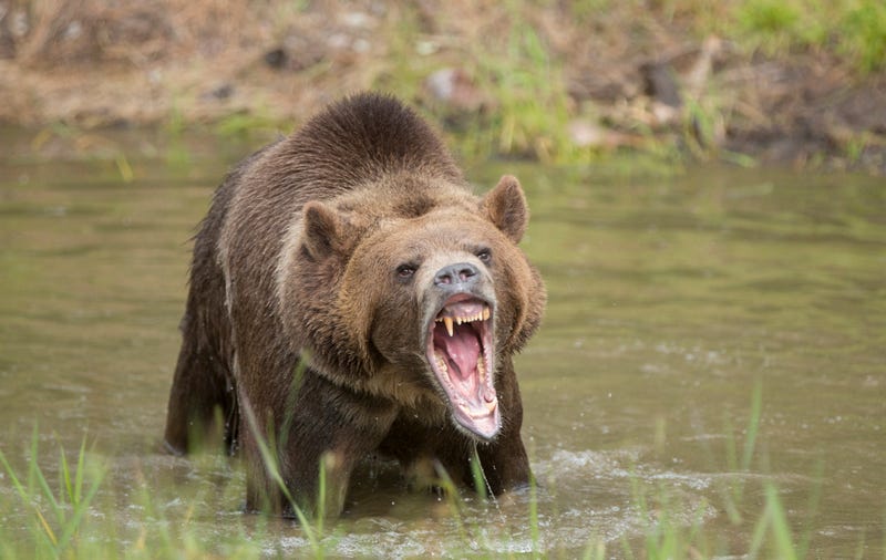 bear