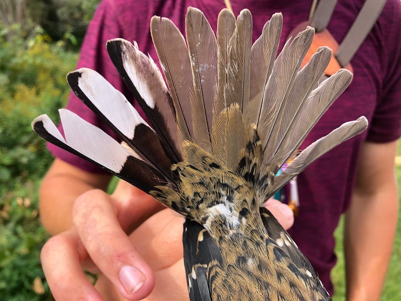 Half-male, half-female bird