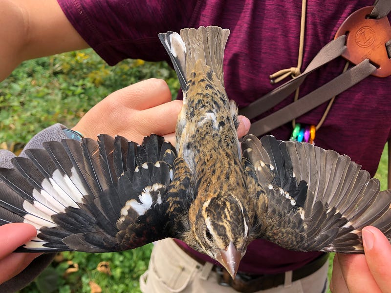 Half-male, half-female bird