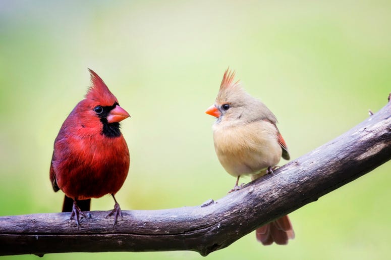 Birds
