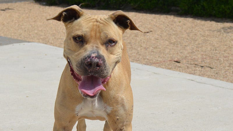 light brown dog with white chest