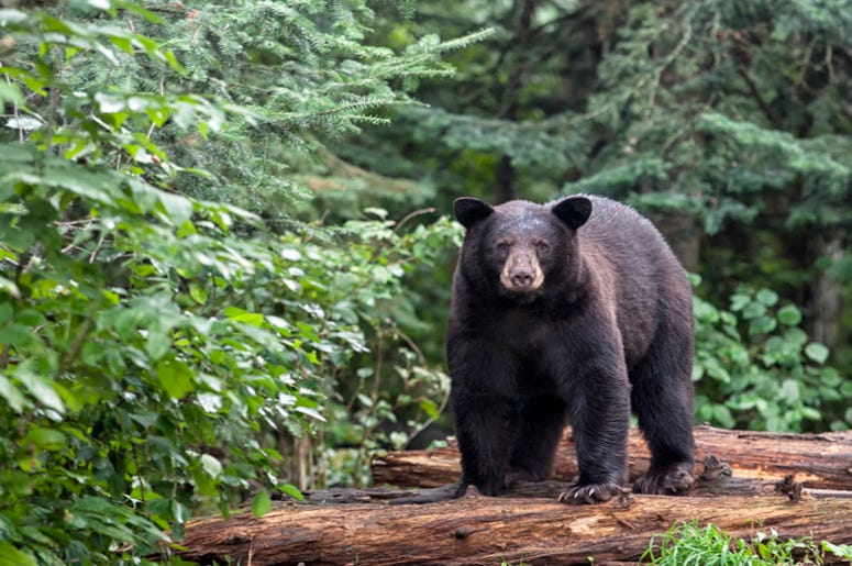 Black_Bear