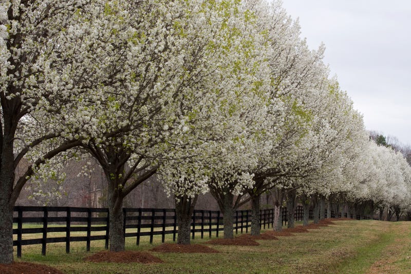 Bradford Pear Trees