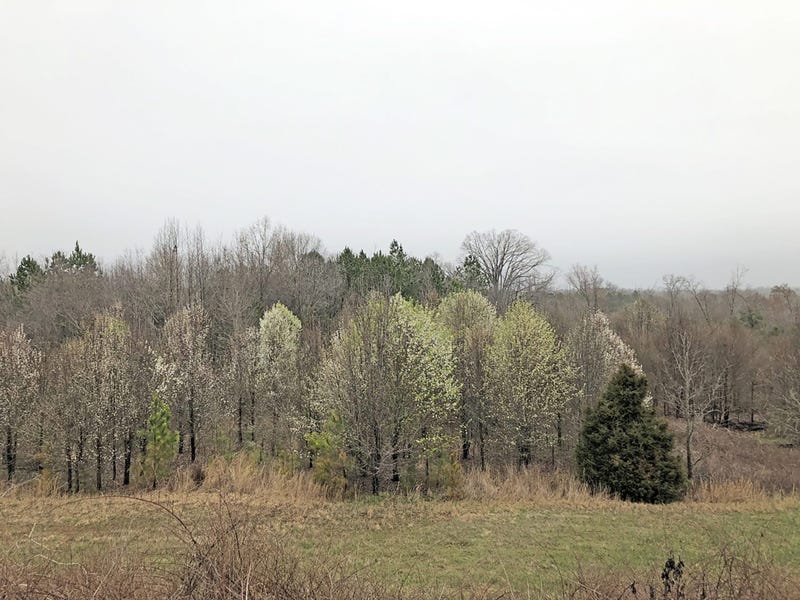 Bradford pears are not native to the U.S., but have been widely planted in the Southeast for years.