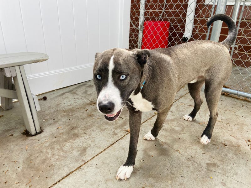 Jax Adopt