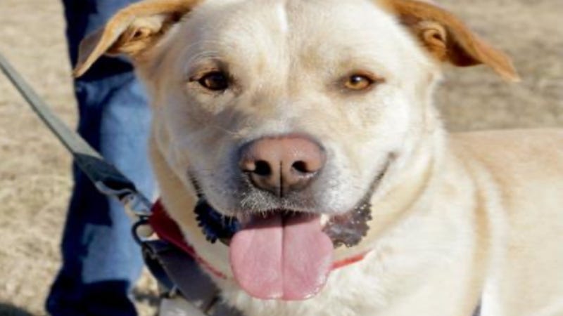 Bruno @ Austin Humane Society January 2021