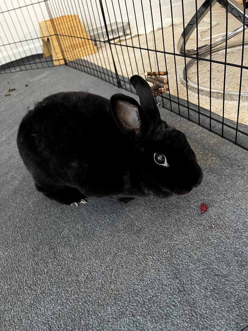 Bun Bun