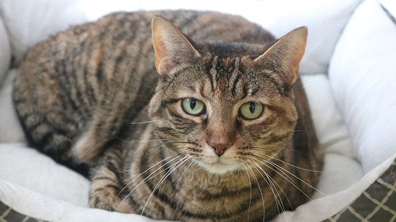 striped cat with green eyes in pet bed