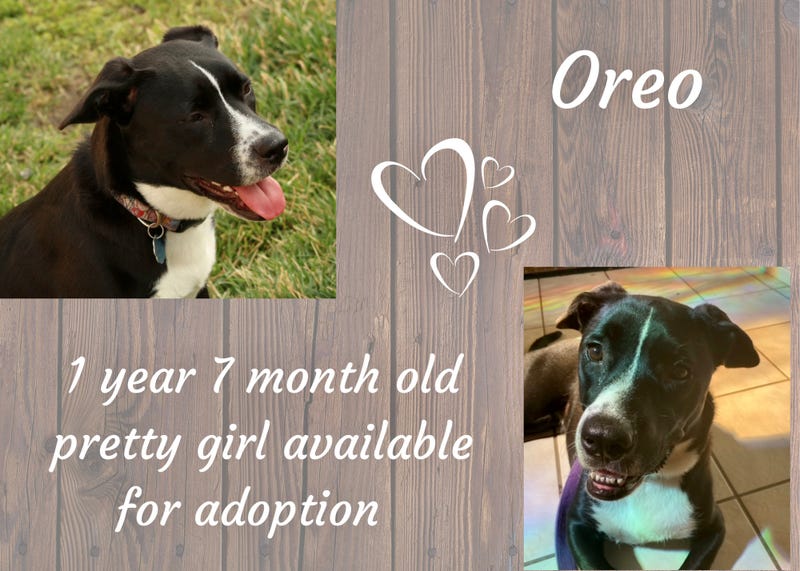 Oreo, a one and a half year old medium mixed breed dog up for adoption at ARE Animal Rescue's Banning shelter