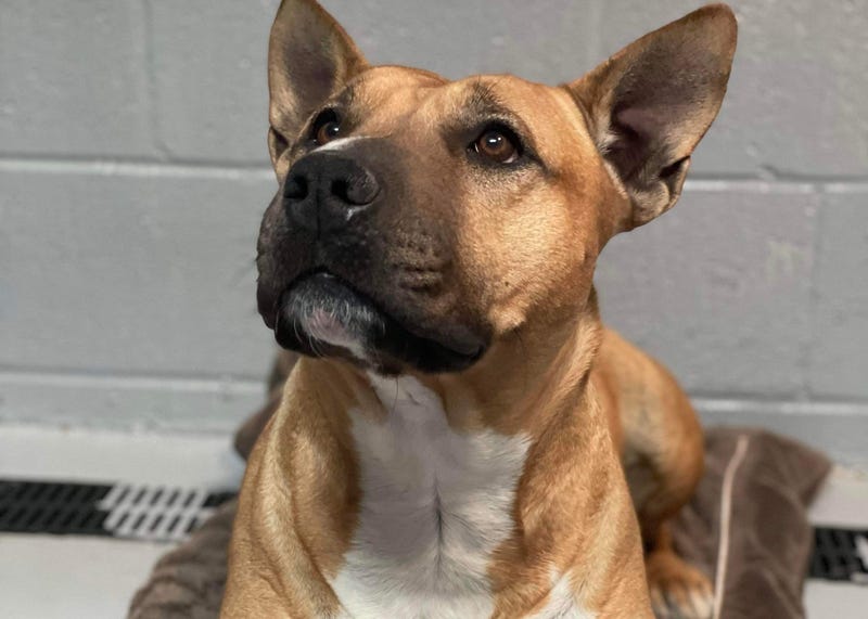 Burrito, a four year old large mixed breed dog up for adoption through ARE Animal Rescue in Hemet